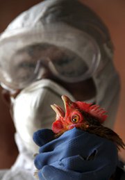An Indian health official removes a bird from a poultry farm facing an avian influenza outbreak in January. Scientists at a U.S.-sponsored international meeting voiced support on Tuesday for conducting additional research involving the creation of more communicable or virulent H5N1 strains (AP Photo/Sushanta Das).